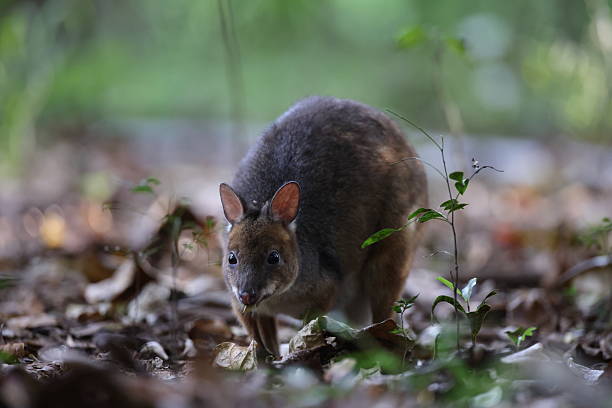 red-legged pademelon (Thylogale stigmatica) in the rainforest Queensland, Australia