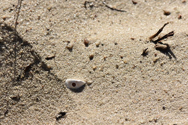 Various seashells on the sand.