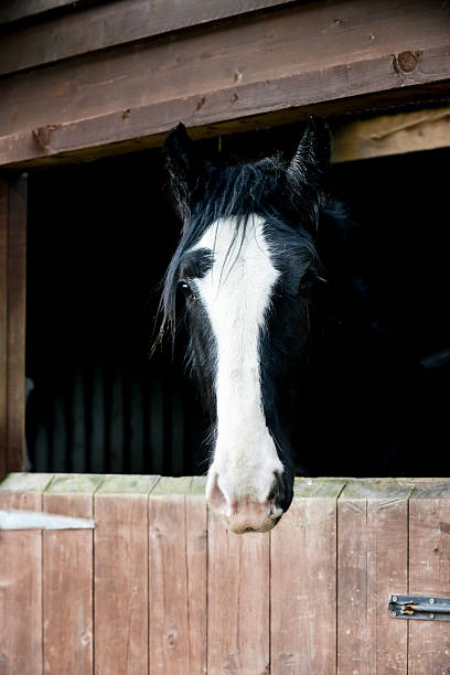 Beautiful black and white horse looking over a stable door.