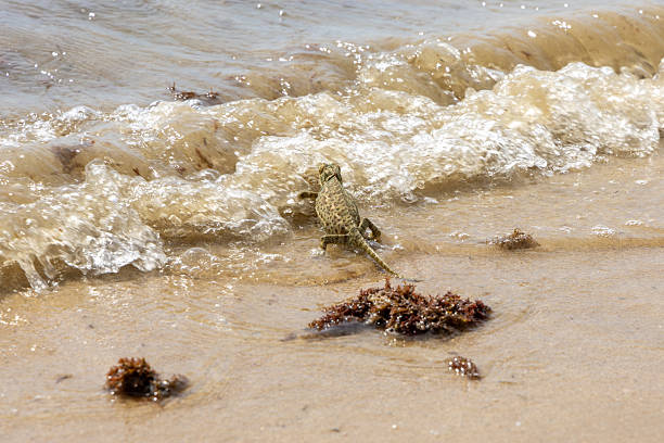 The Mediterranean chameleon, Chamaeleo chamaeleon, common chameleon, walking on the beach, Rota, Playa de Piedras Gordas, Costa de la Luz, Cdiz, Andalusia, Spain