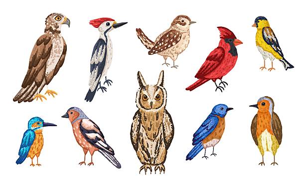 istock North american bird set with owl, hawk, wren, avian, kingfisher and others 2246988890