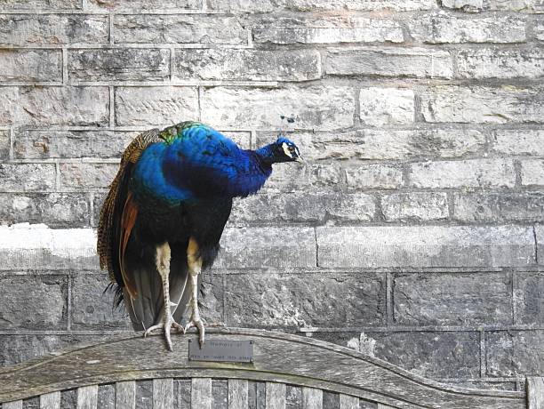Peafowl is a common name for two bird species of the genus Pavo and one species of the closely related genus Afropavo within the tribe Pavonini of the family Phasianidae