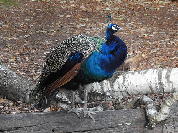 The peacock is facing towards the right and has slightly fluffed up feathers.  There is a vertical wooden branch lying across the tree trunk on the right-hand side of the bird.