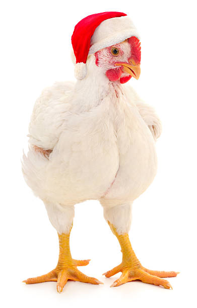 istock White broiler chicken in Santa hat isolated on white 2246991836