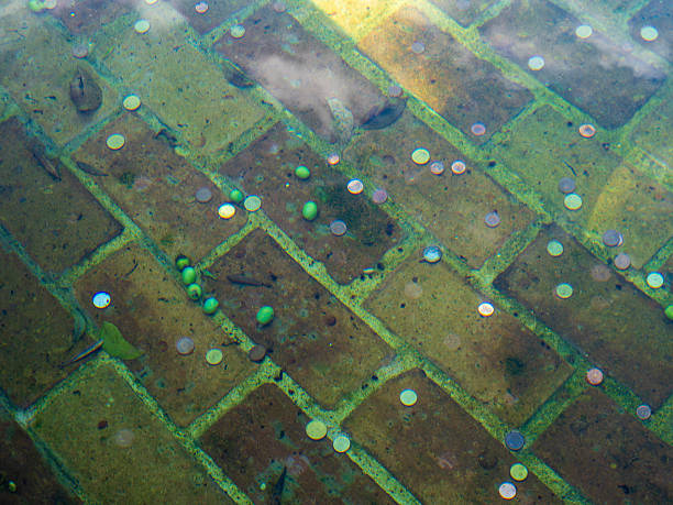 Trouts swimming at the bottom of the pond