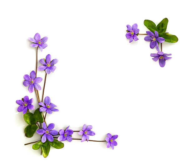 istock Frame of violet flowers hepatica (liverleaf or liverwort) on a white background with space for text. Top view, flat lay. 2246993267