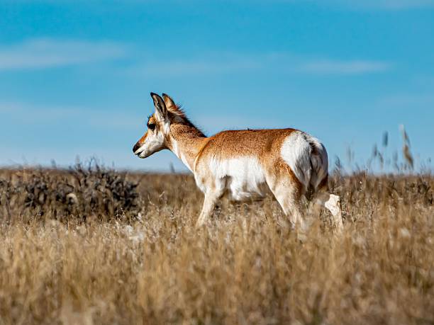 istock Antelope Calf Walking In Grassland. 2246993768