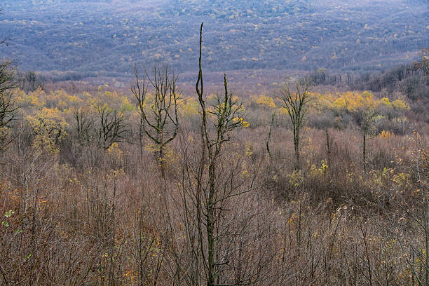 Autumn landscape