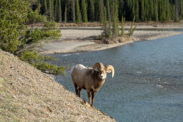 istock Bighorn sheep (Ovis canadensis) ram climbing foraging on cliff. 2246993945