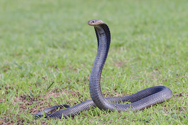 istock a large cobra was in a position ready to attack 2246993971