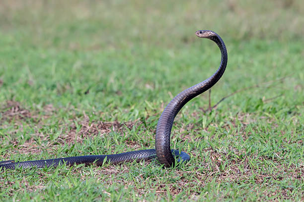istock a large cobra was in a position ready to attack 2246993972
