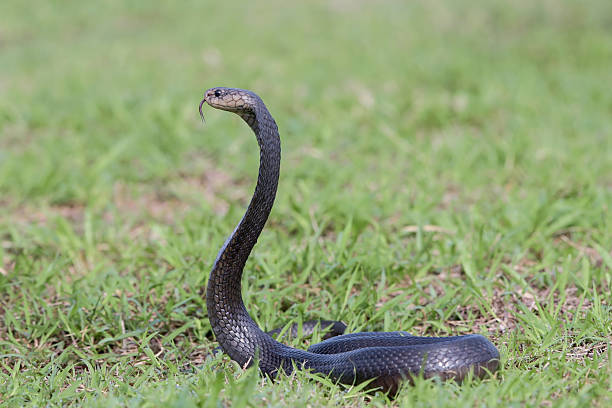 istock a large cobra was in a position ready to attack 2246993973