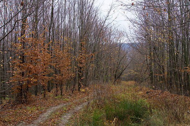 Autumn landscape