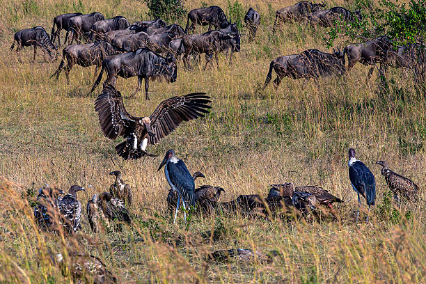 After crossing the Mara River, exhausted wildebeests move toward richer grazing areas while vultures and marabou storks feed on a wildebeest carcass nearby. The contrast between the weary migrating herd and the active scavengers highlights a common scene of the Great Migration.