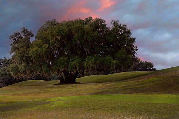 Large Mature Oak Tree on a field, a magenta sky setting in the background