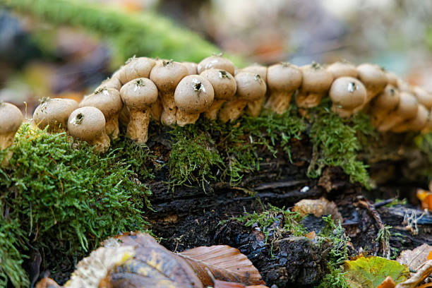 Many mushrooms growing on a dead tree branch in the forest in autumn. The photo was taken on the Gutland trail near Steinsel, Luxembourg