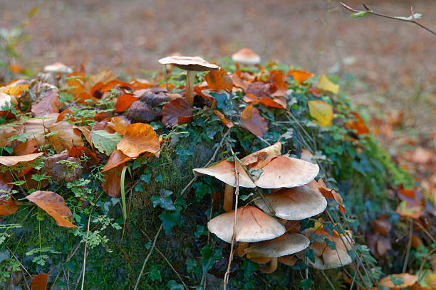 Mushrooms growing on a dead tree stump in the forest in autumn. The photo was taken on the Gutland trail near Steinsel, Luxembourg