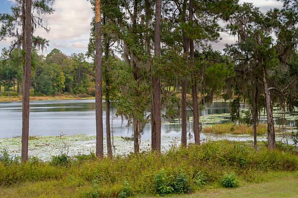 istock Landscape of Florida Swamp Ecosystem 2246995403