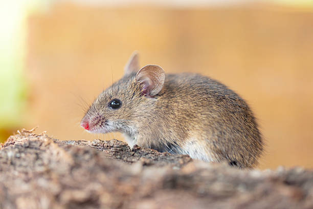 istock Rattus norvegicus - Brown rat young specimen. 2246998046