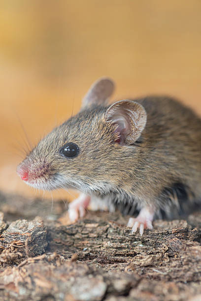 istock Rattus norvegicus - Brown rat young specimen. 2246998068