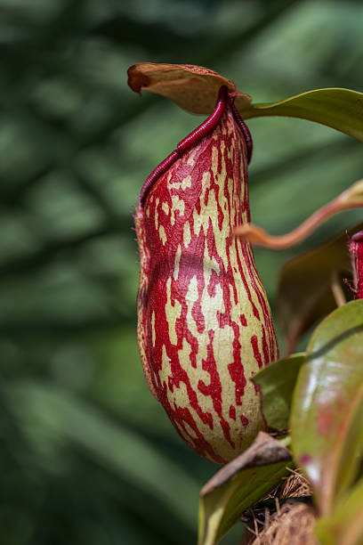 istock Nepenthes Gaya Carnivorous Pitcher Plant 2246998302