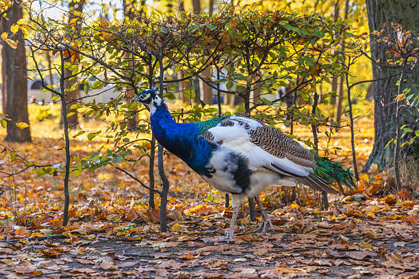 Peacock colorful bird in autumn in the palace park of Aranjuez in Spain