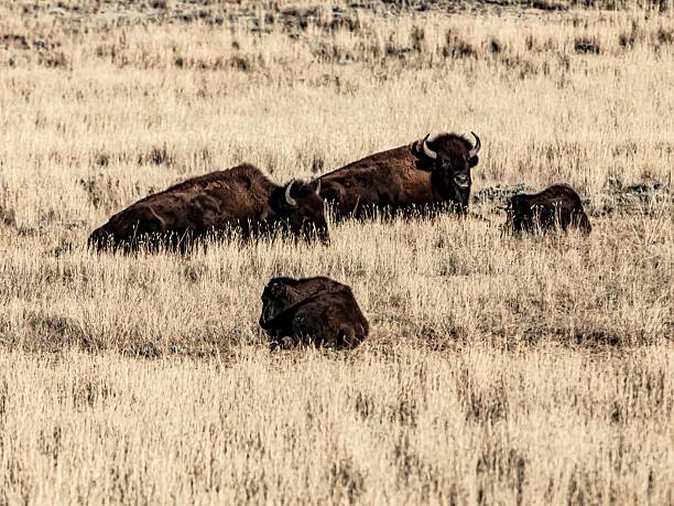 Buffalo Of Wyoming.