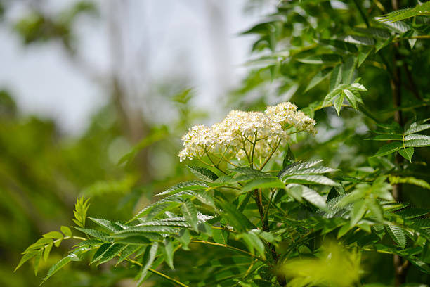 Sorbus commixta, a mountain ash with white summer flowers and bright red berries growing in high Korean mountain forests.