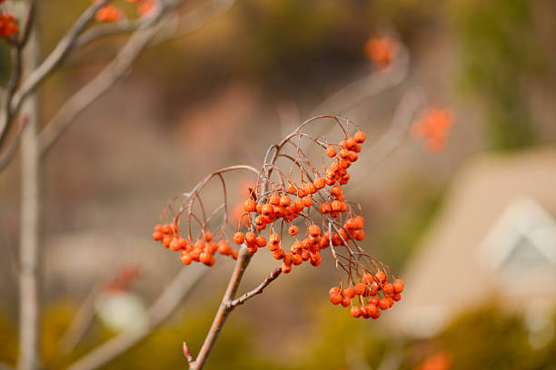 Sorbus commixta, a mountain ash with white summer flowers and bright red berries growing in high Korean mountain forests.