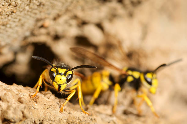 istock Wasp moving to hunt from the nest. 2247007285