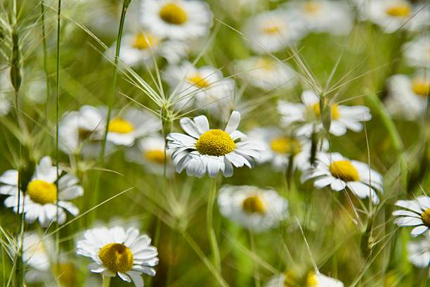 istock Close-up of daisies in the meadow 2247009856