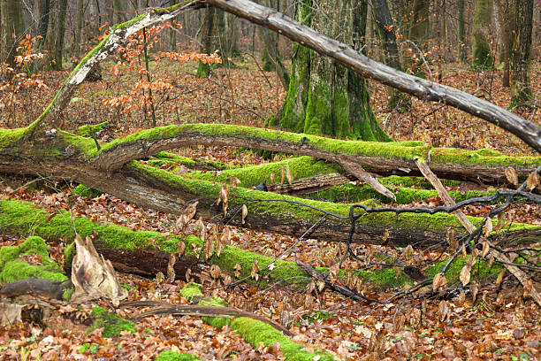 This woodland scene features fallen logs covered in vibrant green moss, resting on a carpet of brown autumn leaves. The image conveys a sense of wilderness and decay in a dense forest during late autumn.