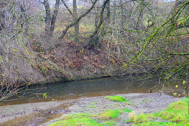 istock This image captures the steep bank of a narrow river, bordered by dense thickets of bare trees and bushes, with patches of bright green grass on the gravelly shallows. The scene evokes a sense of wilderness and a damp, autumnal day. 2247010970