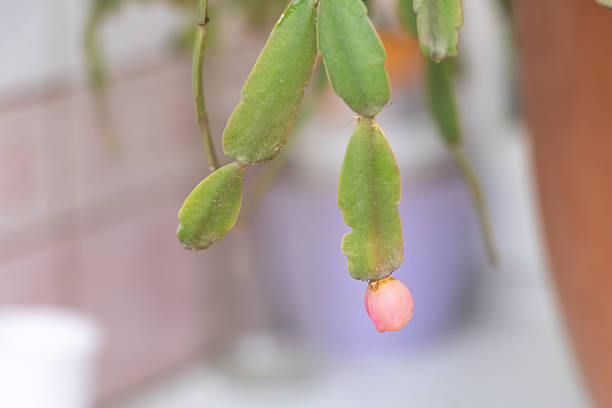 This image shows a macro abstract defocused view of deep pink flower blossoms in bloom on a schlumbergera truncata (Thanksgiving cactus) plant.