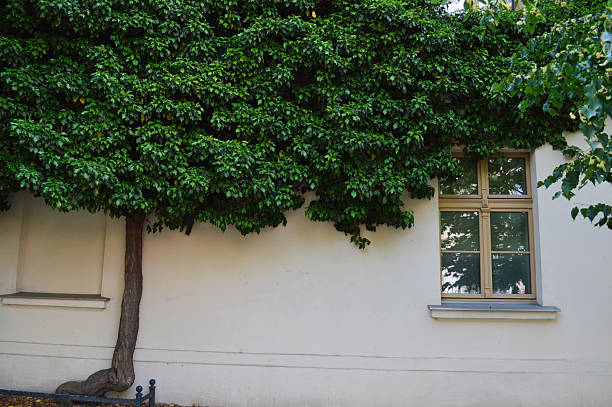A tree with a thick, winding trunk stands next to a building, spreading its lush green leaves across a large section of the pale wall and around a window. The scene highlights the harmony between urban architecture and natural greenery, illustrating how nature can thrive in city environments