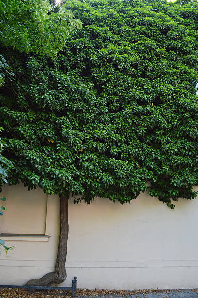 A tree with a thick, winding trunk stands next to a building, spreading its lush green leaves across a large section of the pale wall and around a window. The scene highlights the harmony between urban architecture and natural greenery, illustrating how nature can thrive in city environments