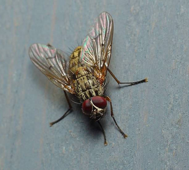istock Close-up of a Fly 2247013119