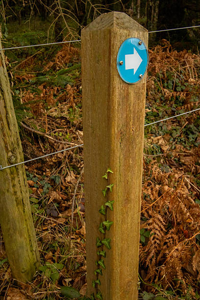 istock Nature trail sign post with blue arrow 2247014824