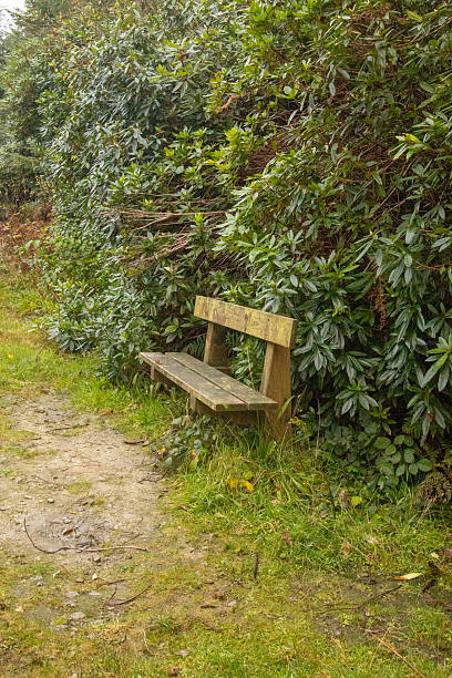 istock wooden bench in the forest 2247014912