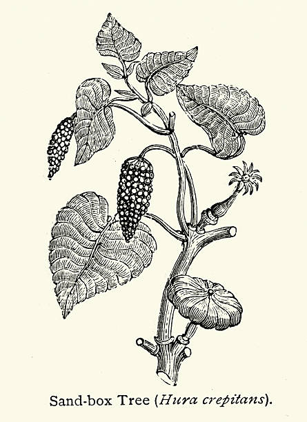 istock Botany, Hura crepitans, the sandbox tree, also known as possumwood, monkey no-climb, assacu and jabillo, is an evergreen tree in the family Euphorbiaceae, Vintage illustration, 19th Century, Victorian 2247015344