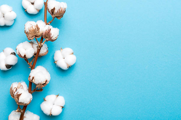 istock Autumn Floral composition. Dried white fluffy cotton flower branch top view on colored table with copy space 2247016776