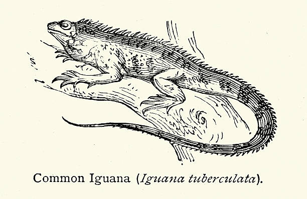 Wildlife, Reptiles, Common Iquana, Vintage illustration, 19th Century, Victorian