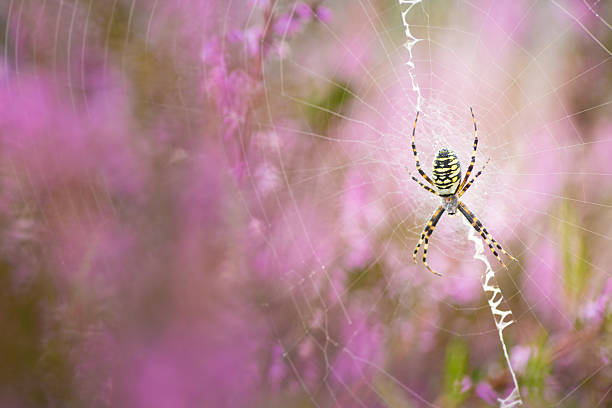 istock Wasp spider in a web on the heathen in the Netherlands 2247019266