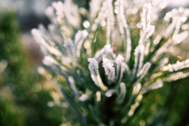 Close-up of a pine tree branch with covered with white ice. The first frosts on the tree. Selective focus