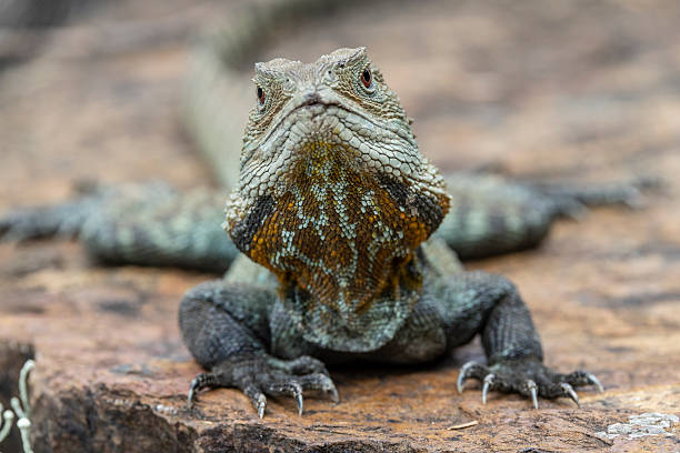 istock Gippsland Water Dragon 2247020461