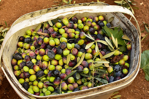 Fresh Olives in Buckets