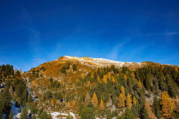 larch trees in the snow landscapes of the Carinthia mountain region of Nockalm in Austria
