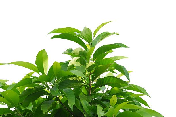 istock A tropical tree leaves with branches on white isolated background 2247021098