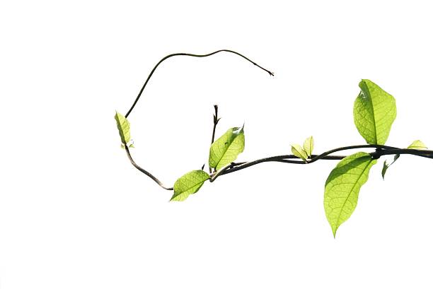 For green foliage backdrop