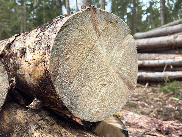 Pile of cut logs in a forest clearing with pine trees in the background